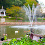 Lake Spring Park ducks