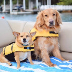 Two dogs wearing lifejackets on a boat